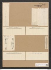 Diatomeae indet. Zeichnungen Sammlung Grunow Nr. 2827 (NHMW-BOT-W0370134)